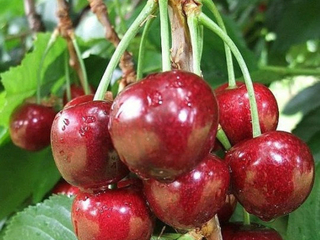 Cherries Sandra Rose (LOCAL)